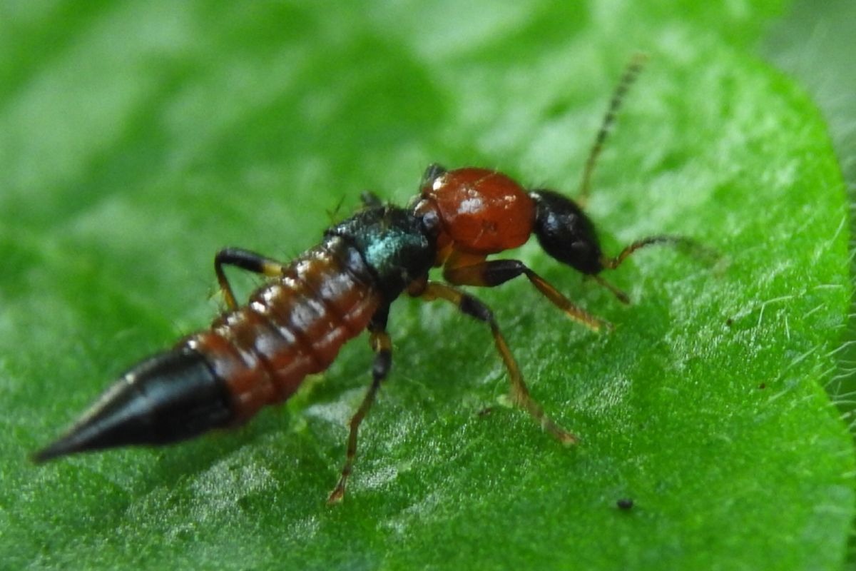 Rove beetles close-up on a leaf.
