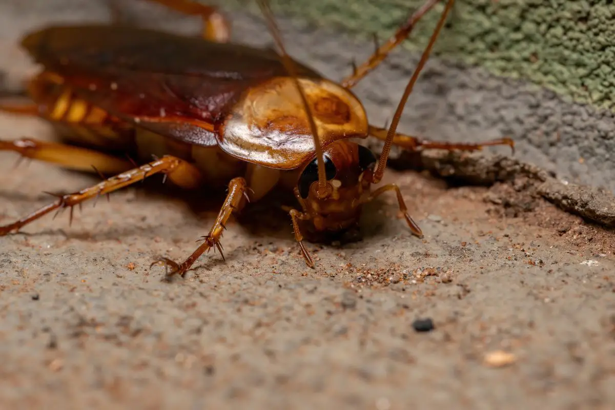 A macro shot of an adult American Cockroach.