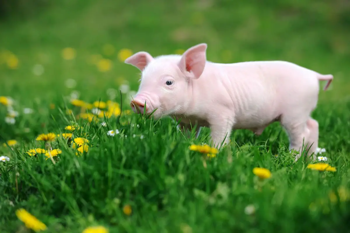Young pig in a spring green grass.