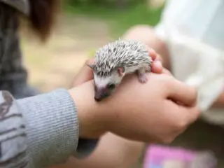A cute hedgehog in a palm.