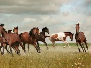 A group of horses in nature.