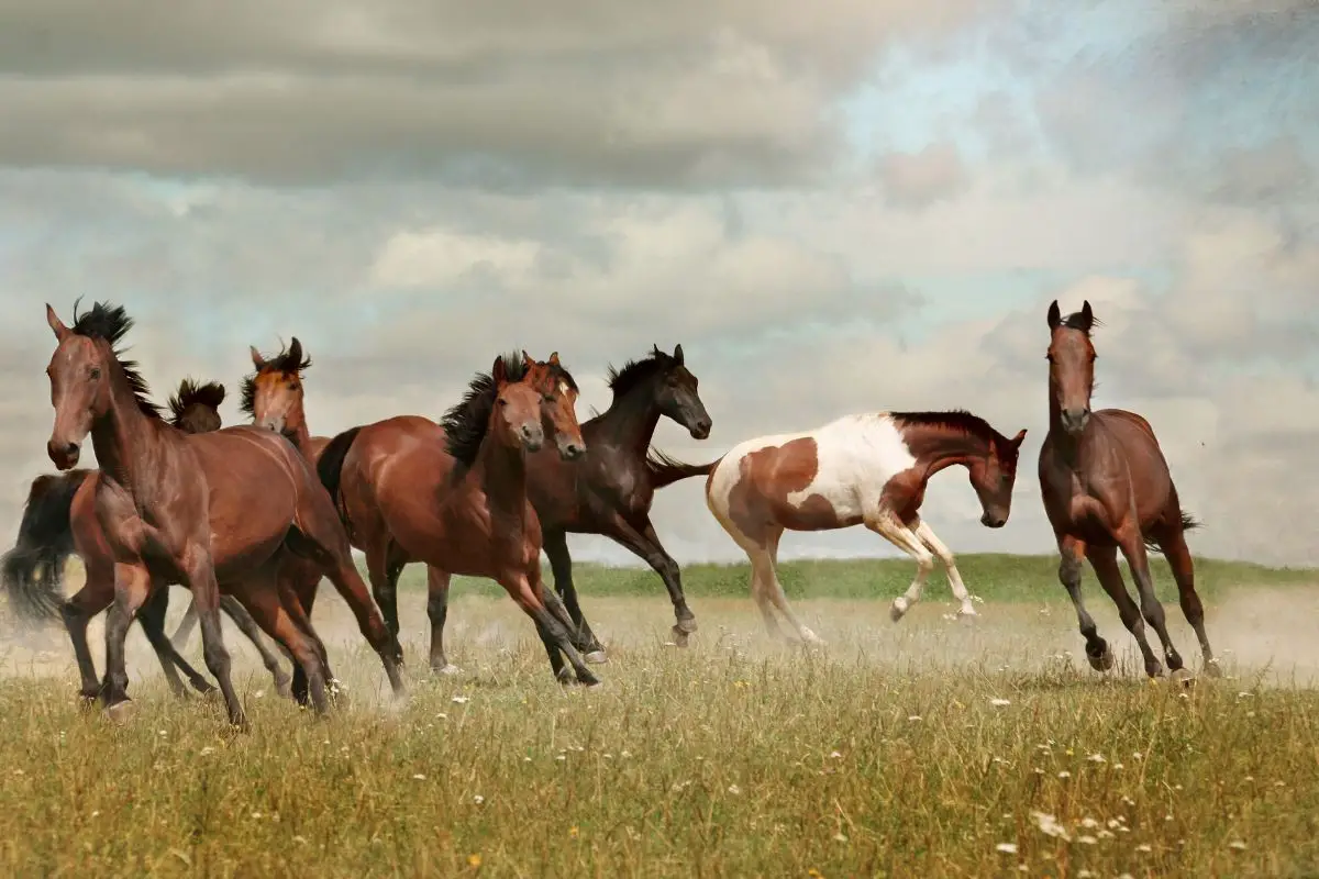 A group of actively playing horses in nature.