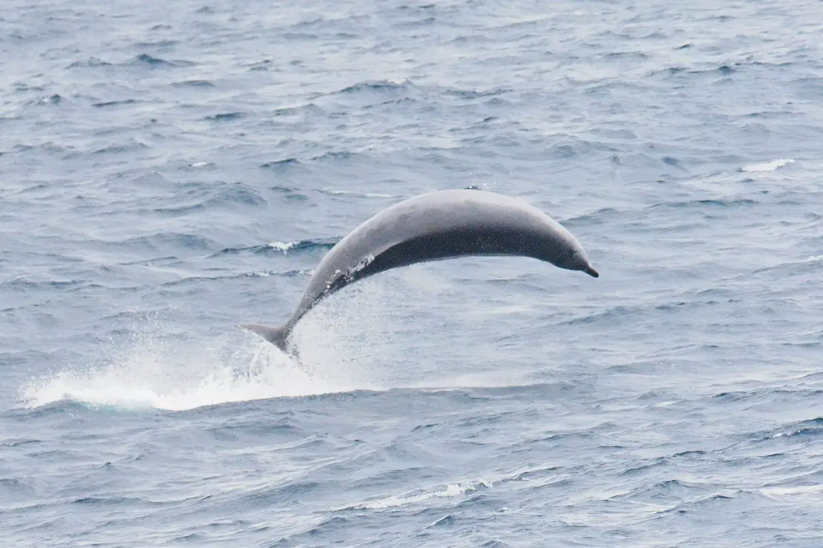 Beaked whale breaching in the southern bay of Biscay.