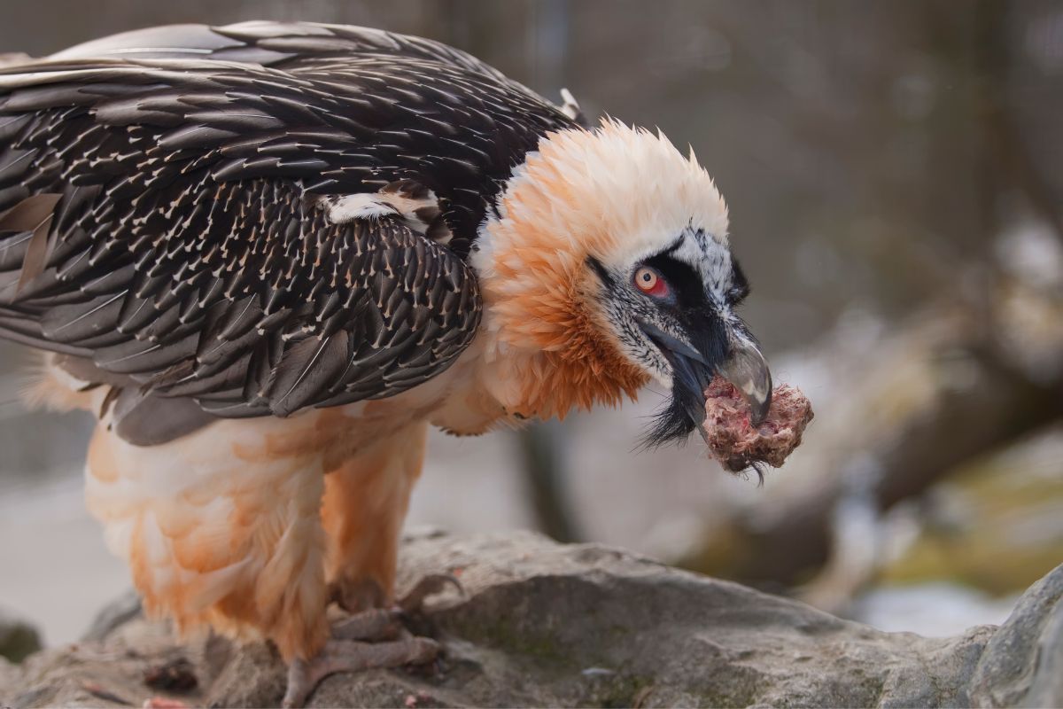 Bearded Vulture with parts of his prey.