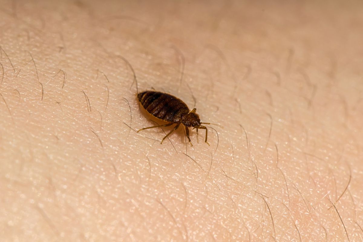 Bed bug close-up on the skin.