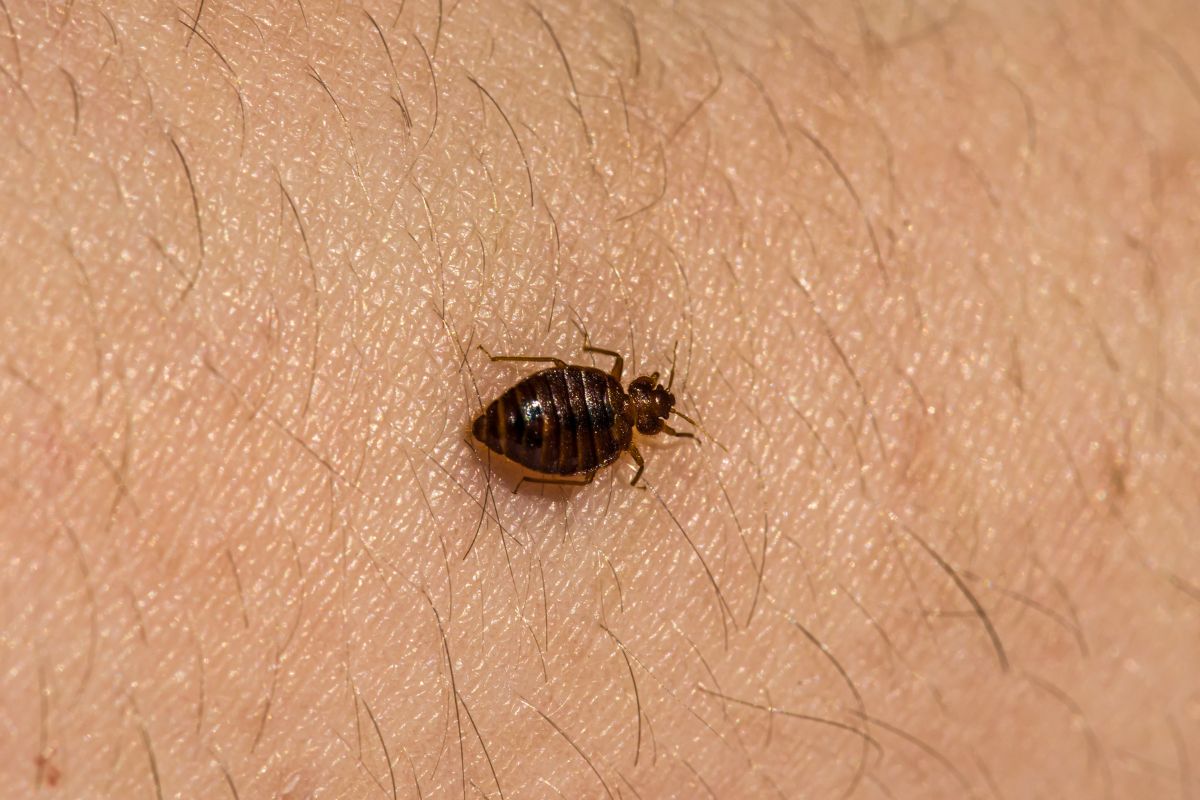 Bed bug up close on a skin.
