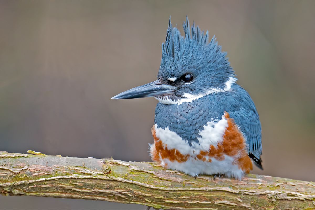 Portrait of a female Belted Kingfisher.