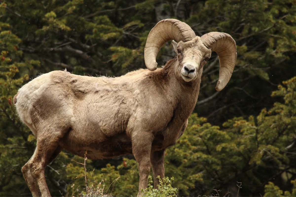 A big horn sheep in the forest of Colorado.