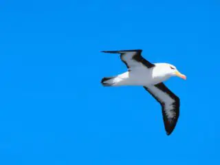 A beautiful albatross in flight.