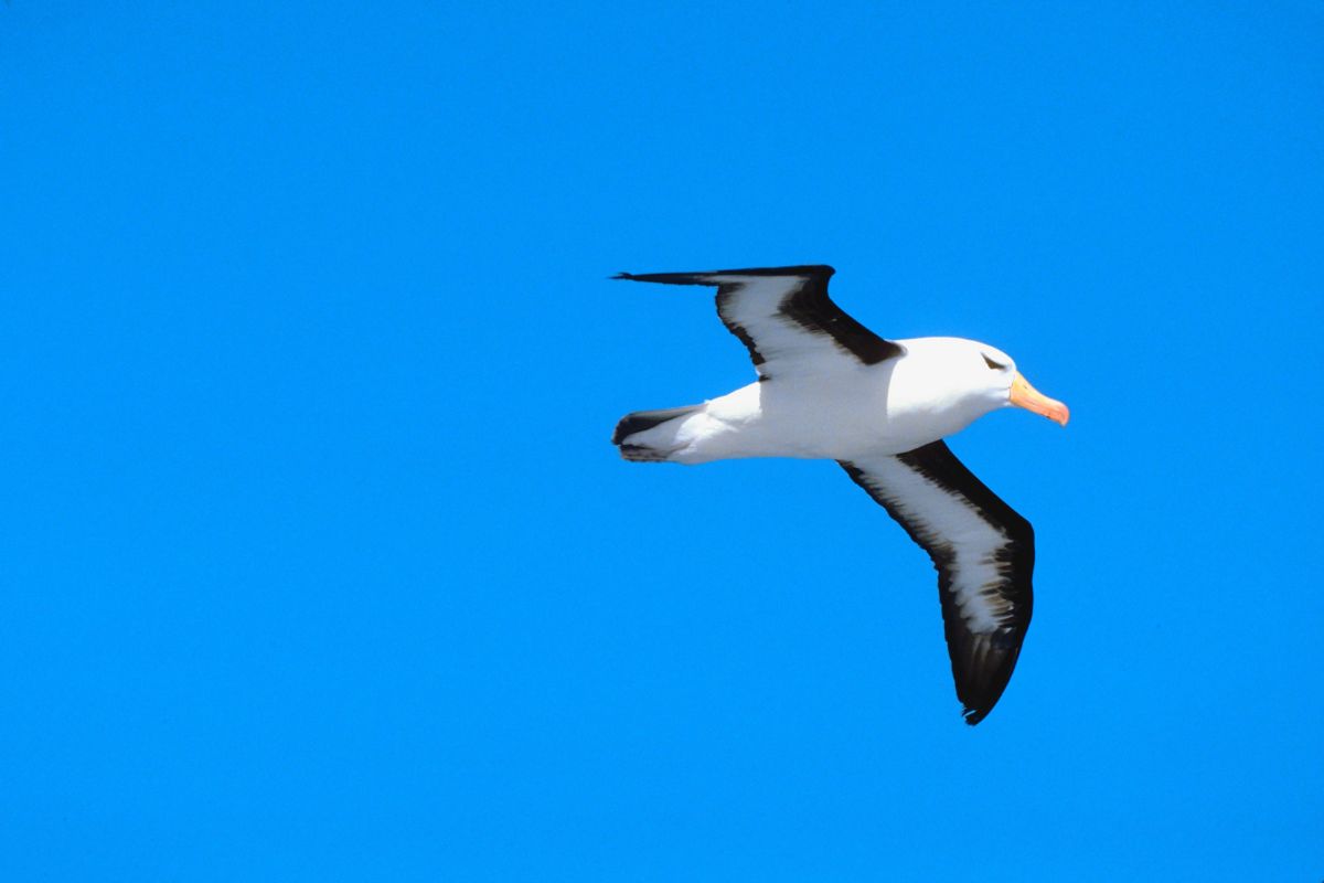 15 Birds Similar to an Albatross - NatureNibble