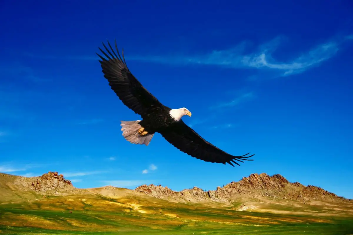 High definition photo of an eagle flying in the sky.