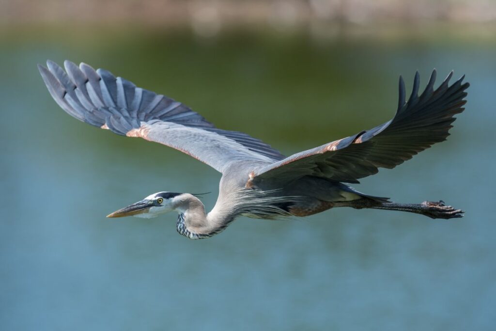 15 Birds Similar to Herons | NatureNibble