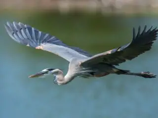 A great blue heron portrait.