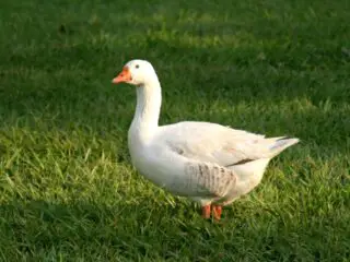 A white duck on the green grass.