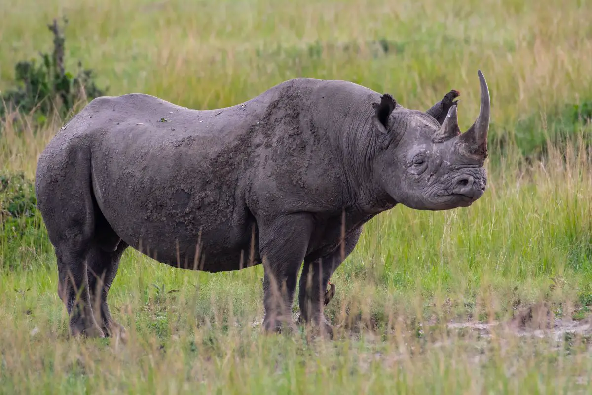 Black rhino in masai Mara national reserved.