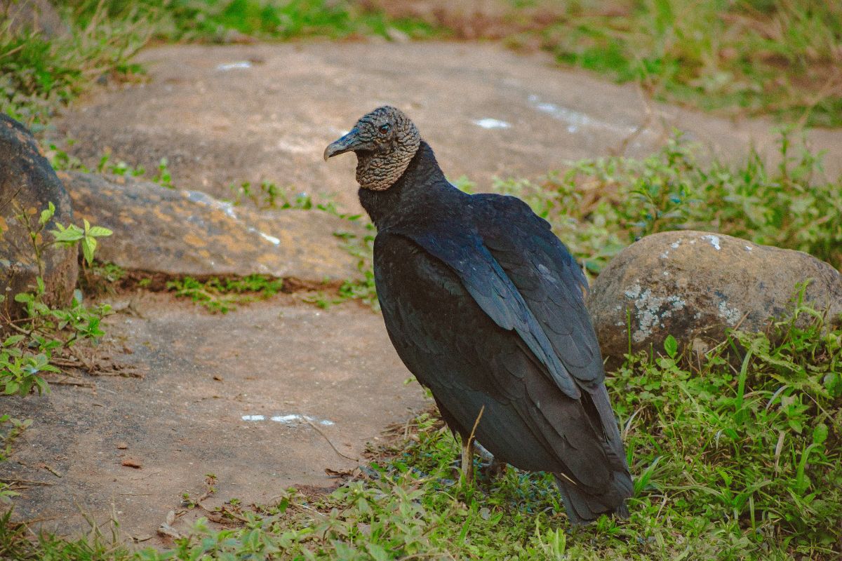 Black vulture on the ground.