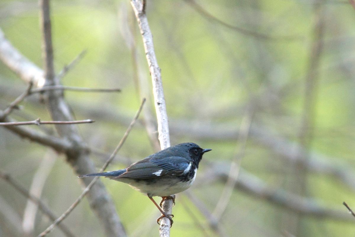 Black-throated Blue Warbler perched on a branch in spring woods.