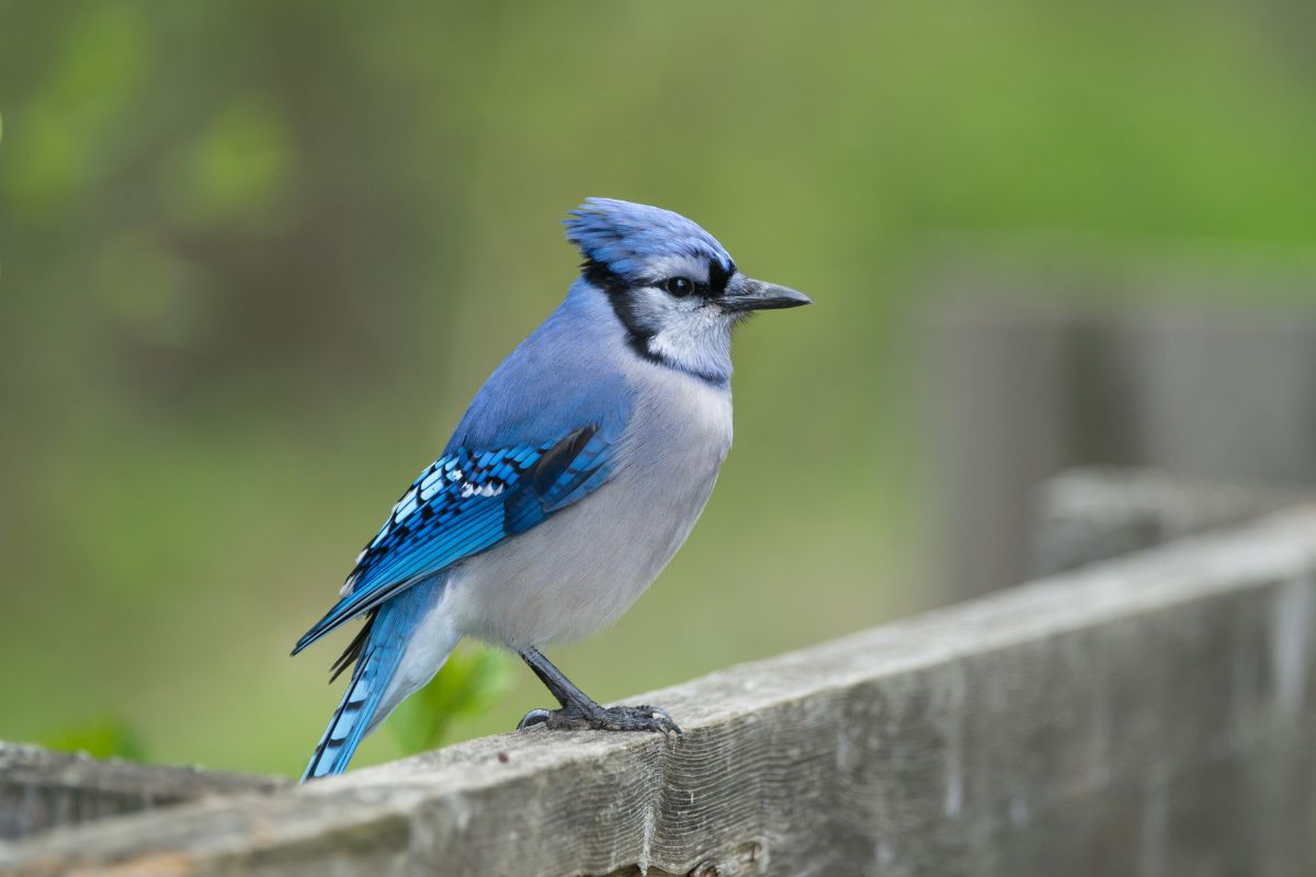 Blue Jays perched on a lumber.