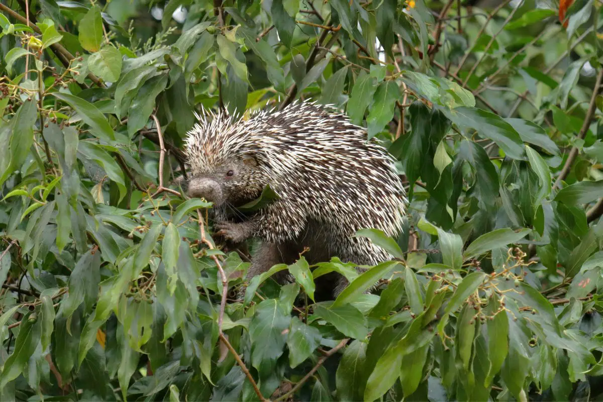 Brazilian porcupine feeding in a tree.