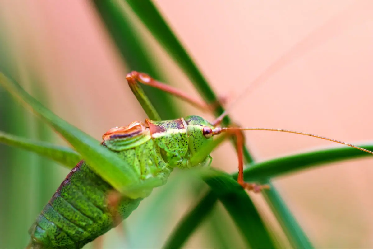 A macro shot of Bush Cricket taken in the grass.