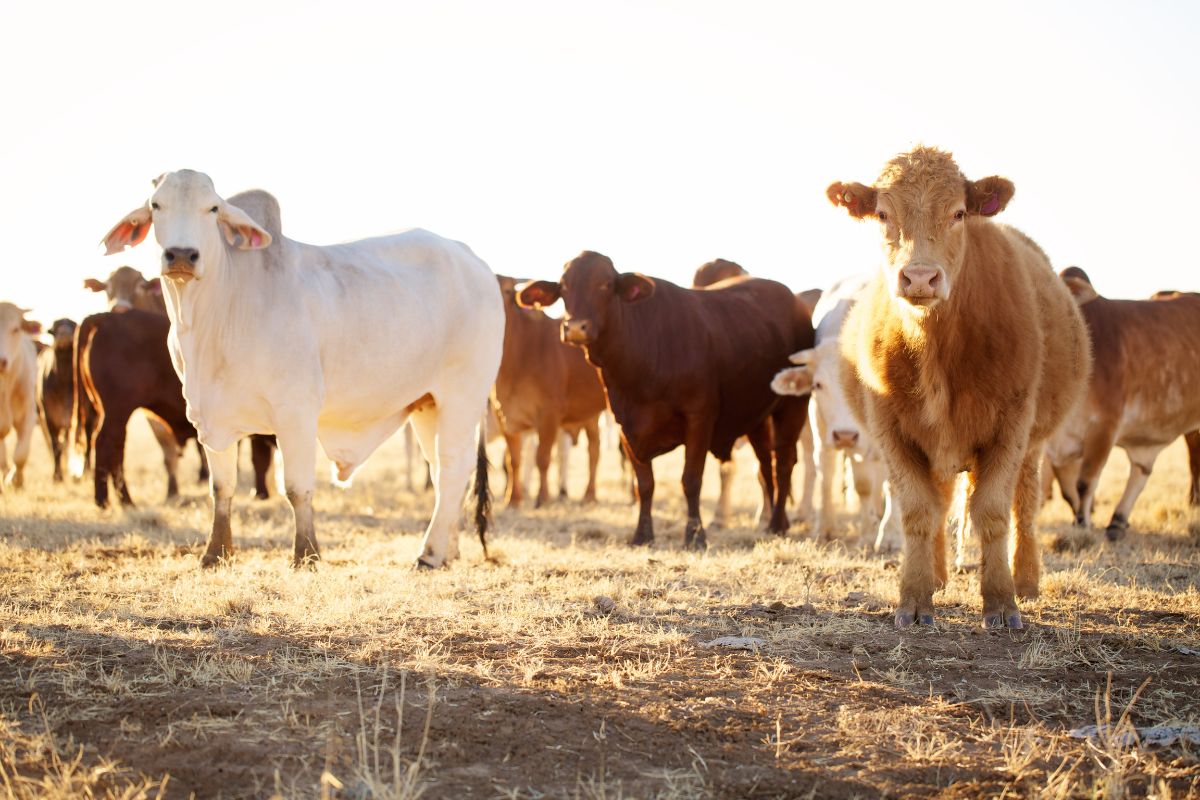 Group of healthy cattle's on a cattle station.