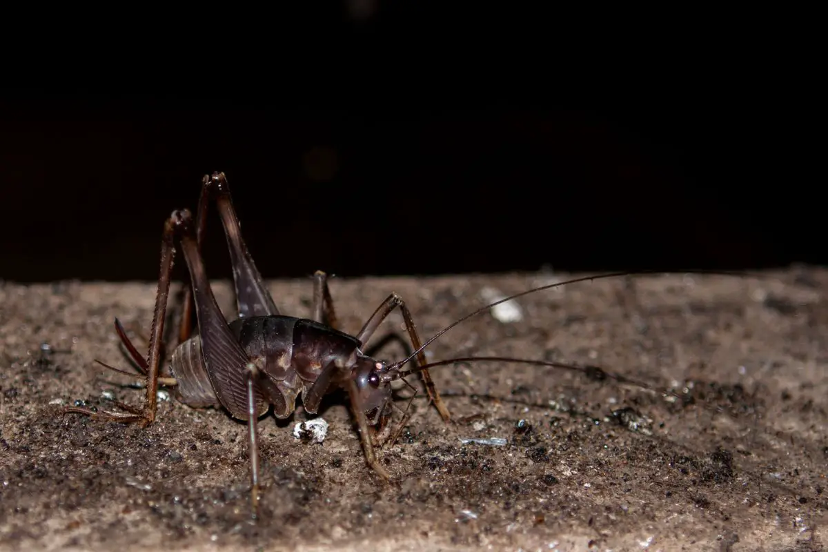 Cave Cricket in the darkness on the rock.