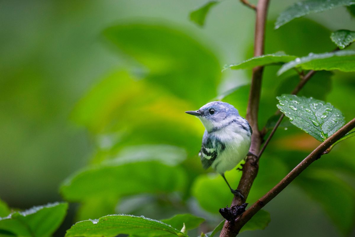 High definition photo of cerulean Warbler perching on a trunk.
