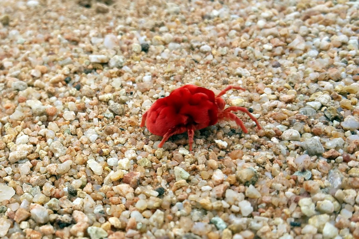Red bug mite Chigger walks around the small rocks.