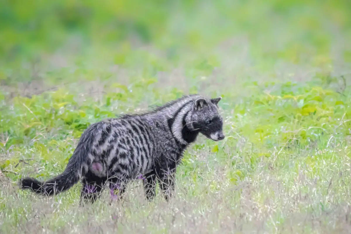 A civet looking for the meal.