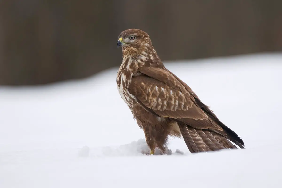 Common buzzard standing in the snow.