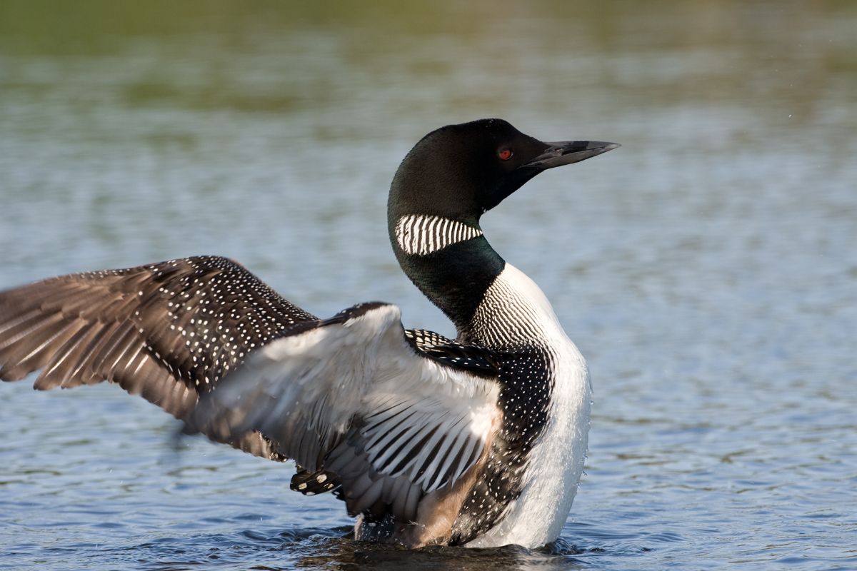Common loon doing a wingflap.