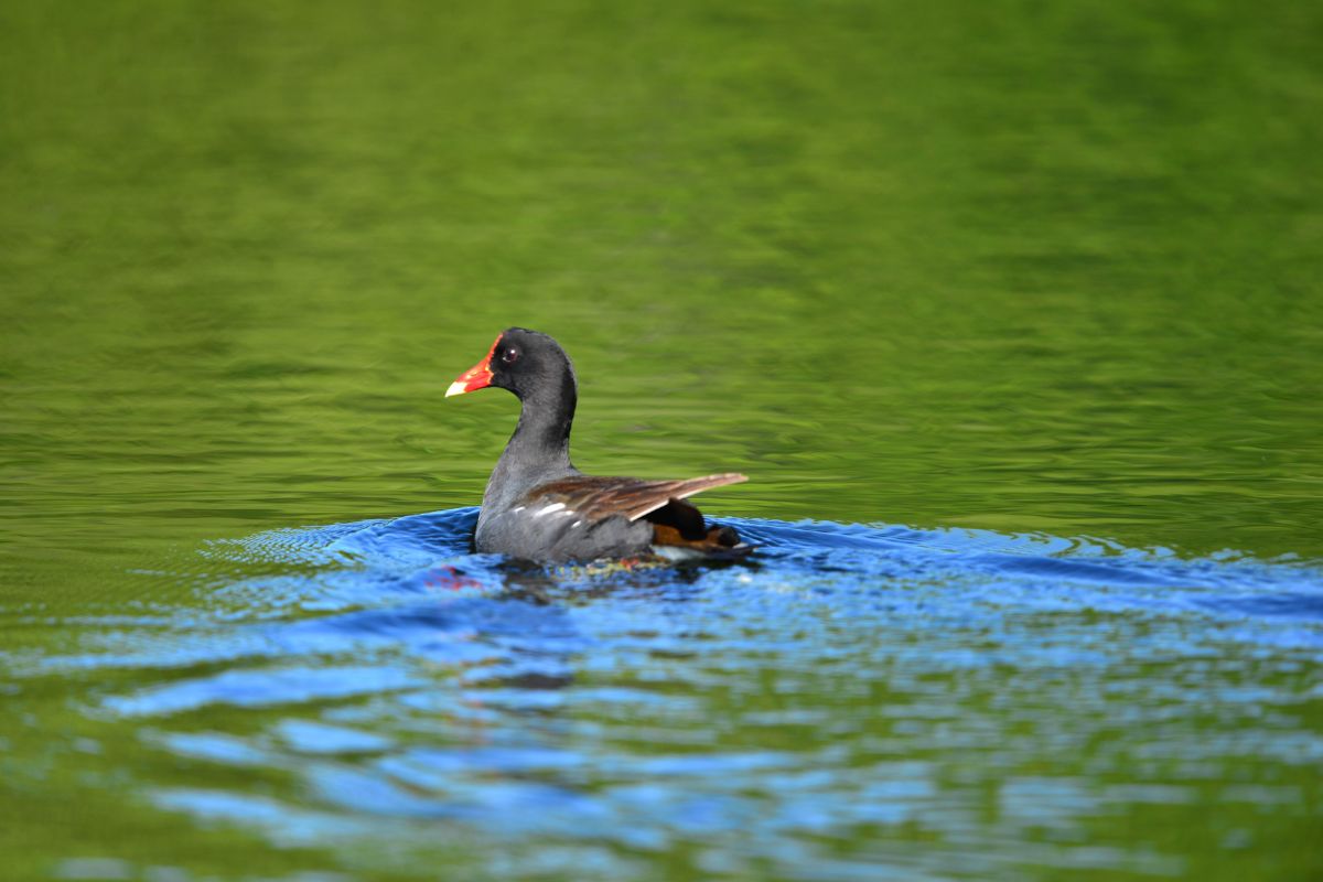 Common moorhen swims on a pond.