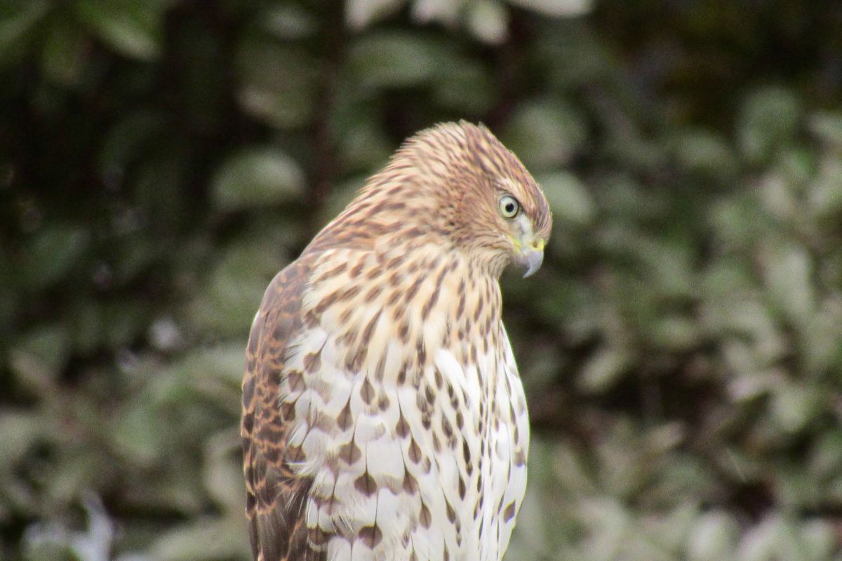 Cooper’s hawk perched on a fence.