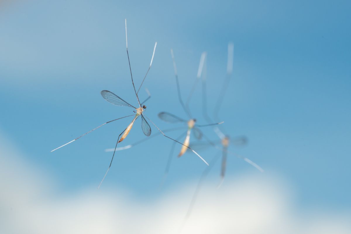 Macro shot of three Crane Flies hanging in the air.