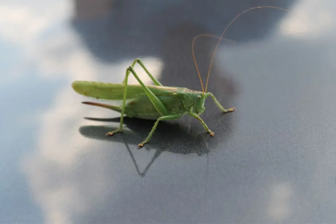 19 Insects Similar to NatureNibble