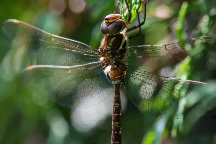 15 Insects Similar to Dragonflies - NatureNibble