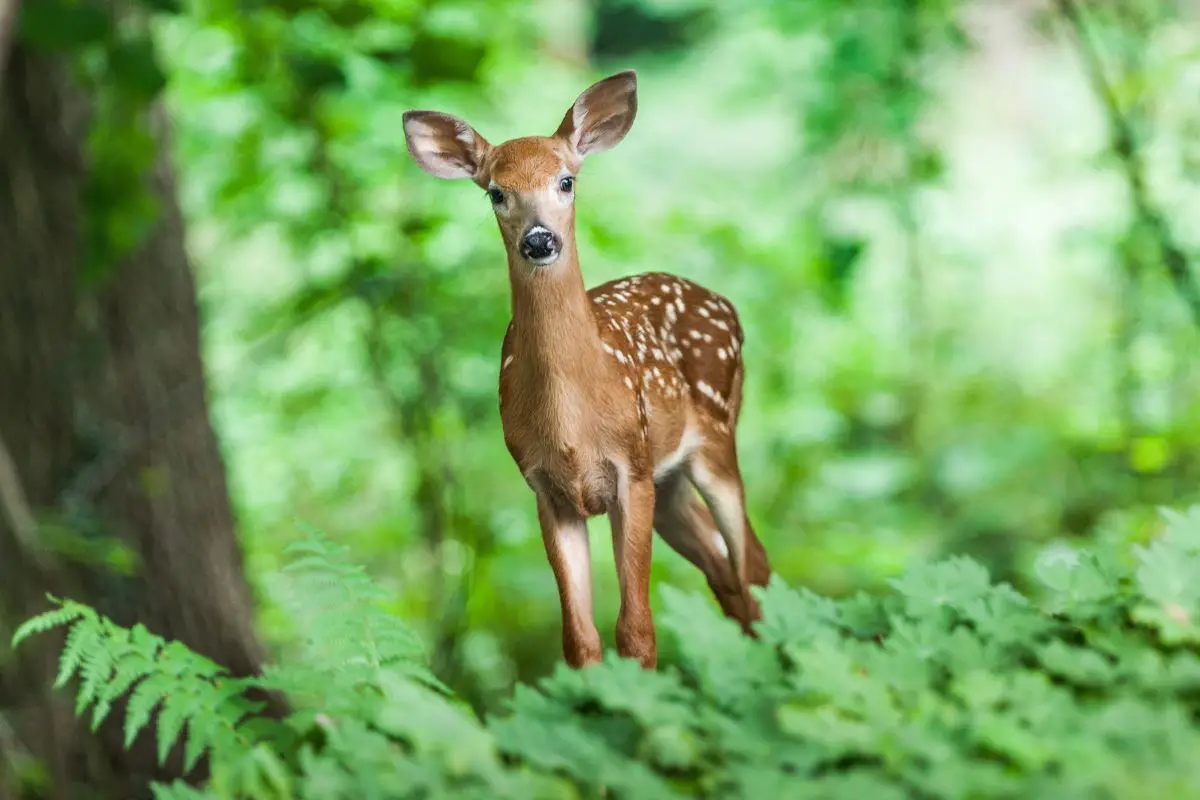 High definition photo of deer in the forest on a blurred background.