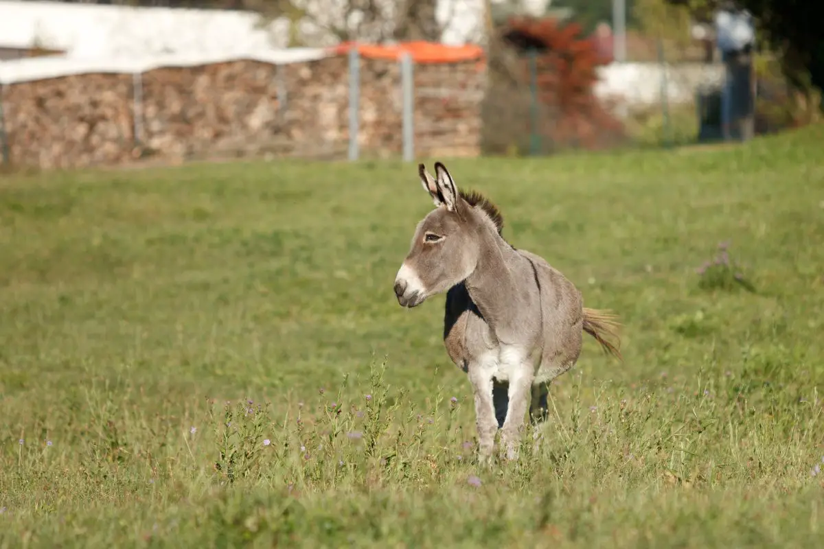 A donkey curiously looking around.