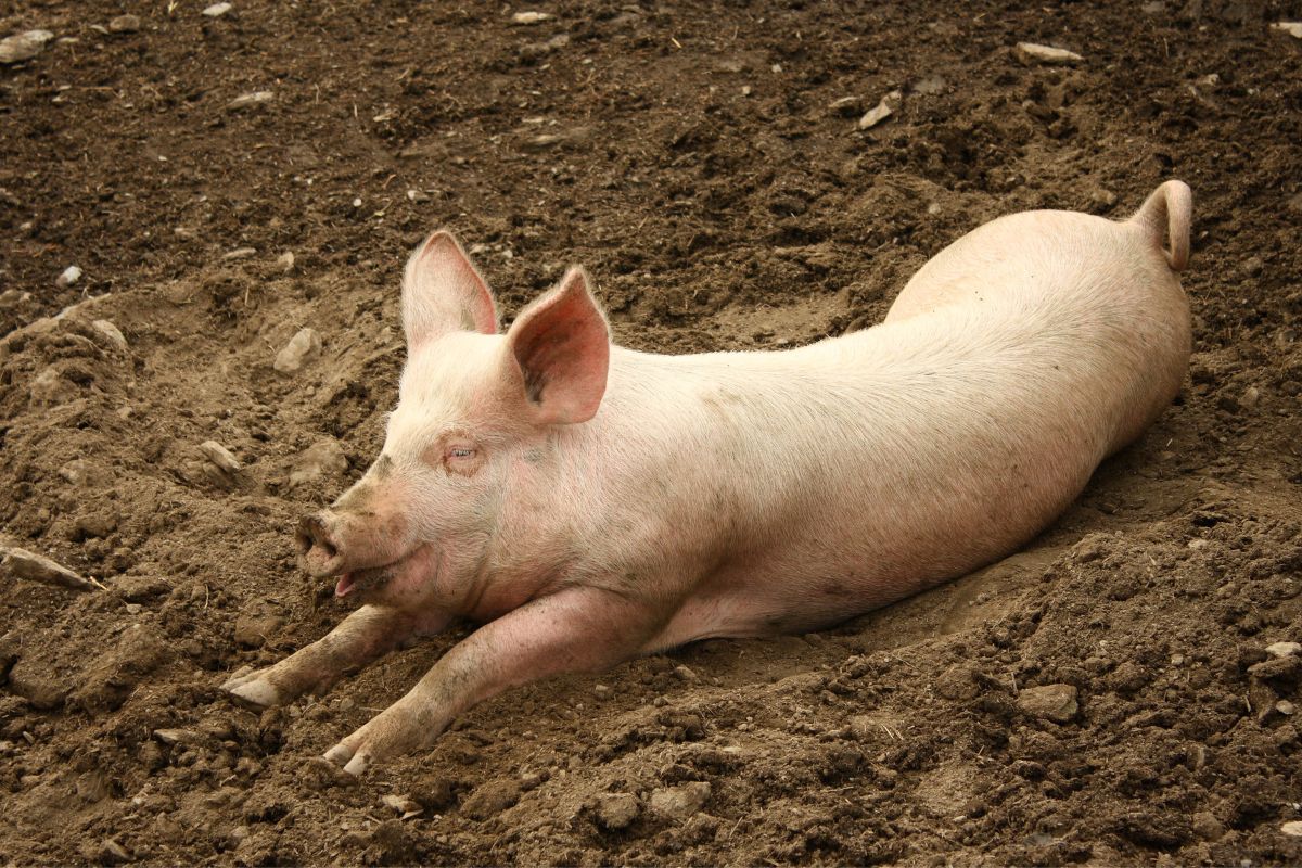 A domestic pig lying in mud.