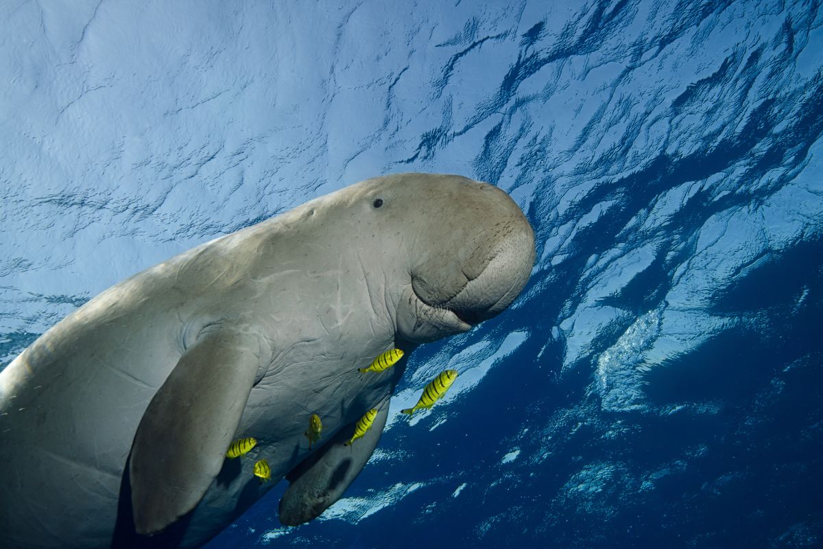 High Definition photo of a dugong in the red sea.
