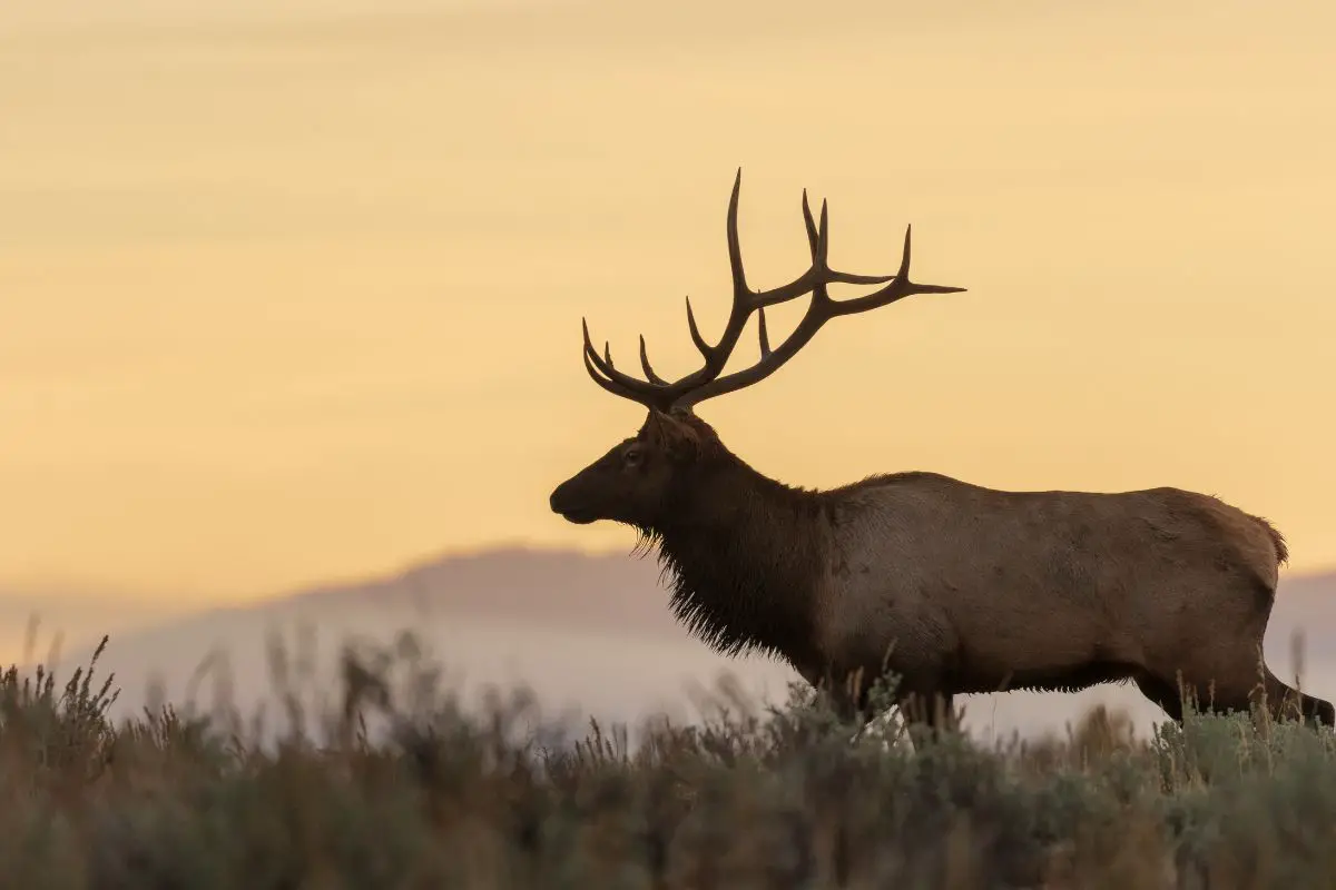 Side view photo of bull elk at sunrise.