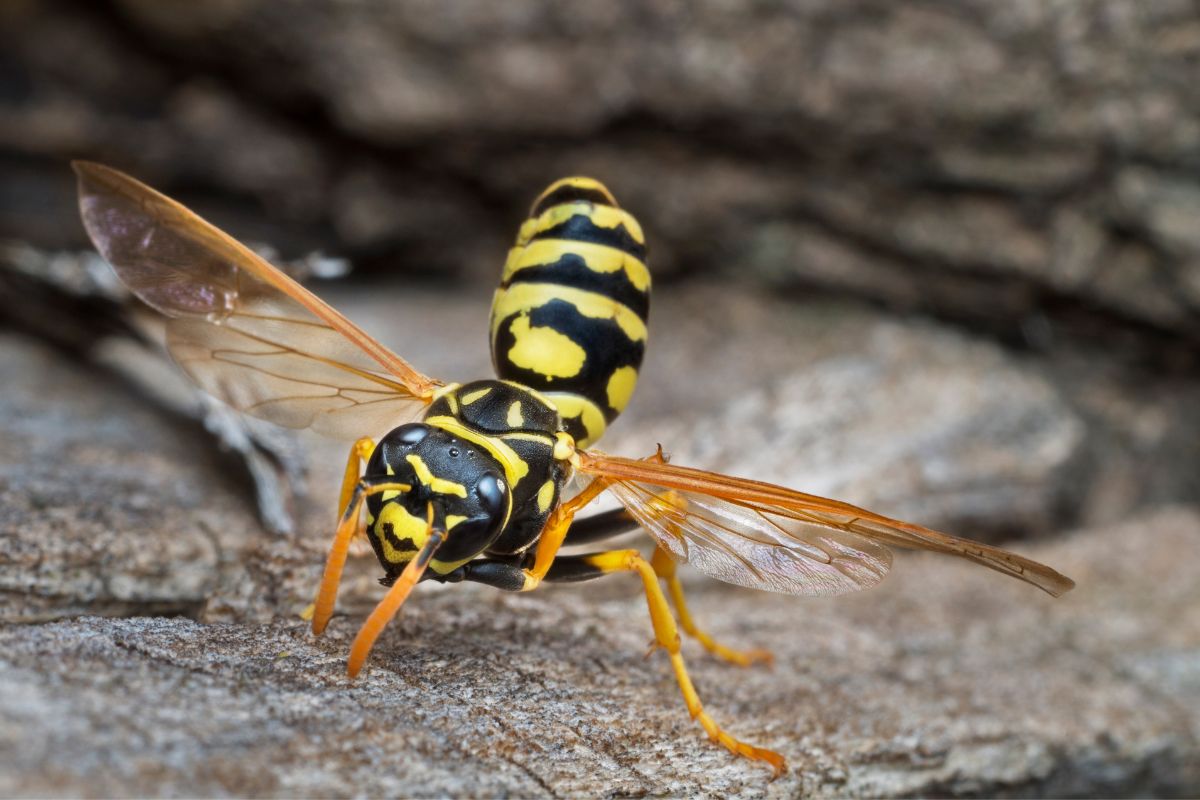 European Paper Wasp cleaning it's wings.