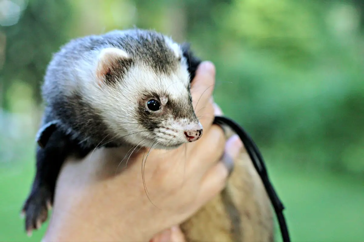 Close-up of a ferret in human hands.