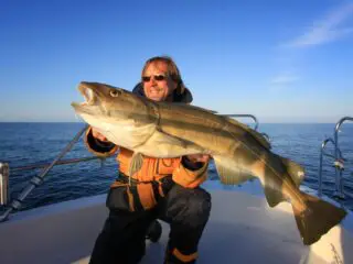Photo of a big atlanic cod.