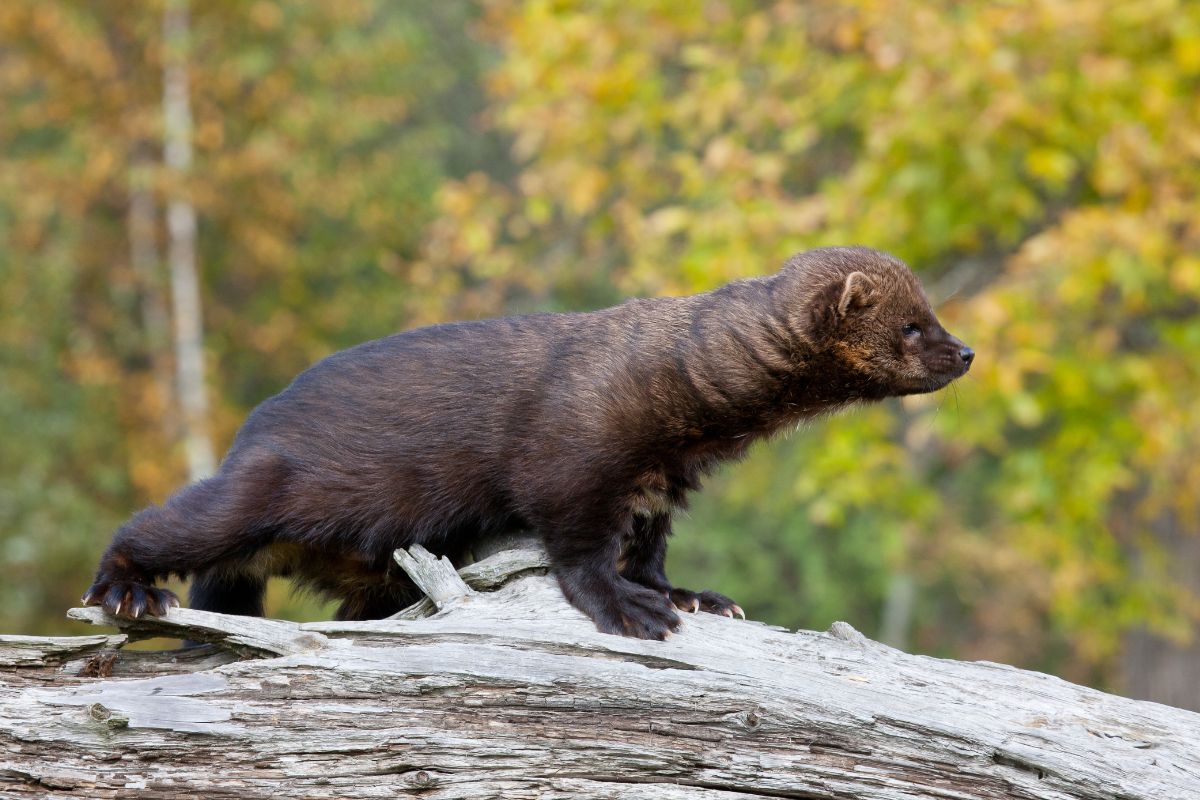 Profile image of a fisher standing on a fallen tree.