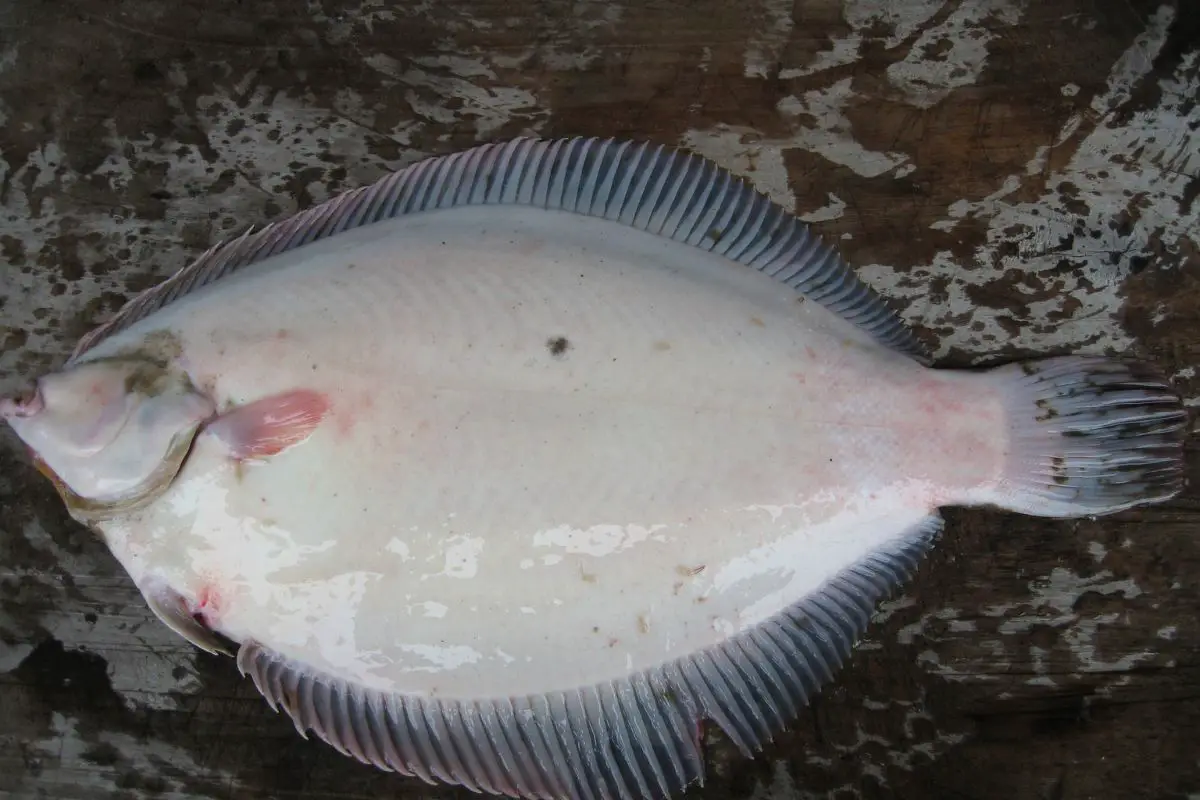 A fresh common Flounder photographed on a wooden table.
