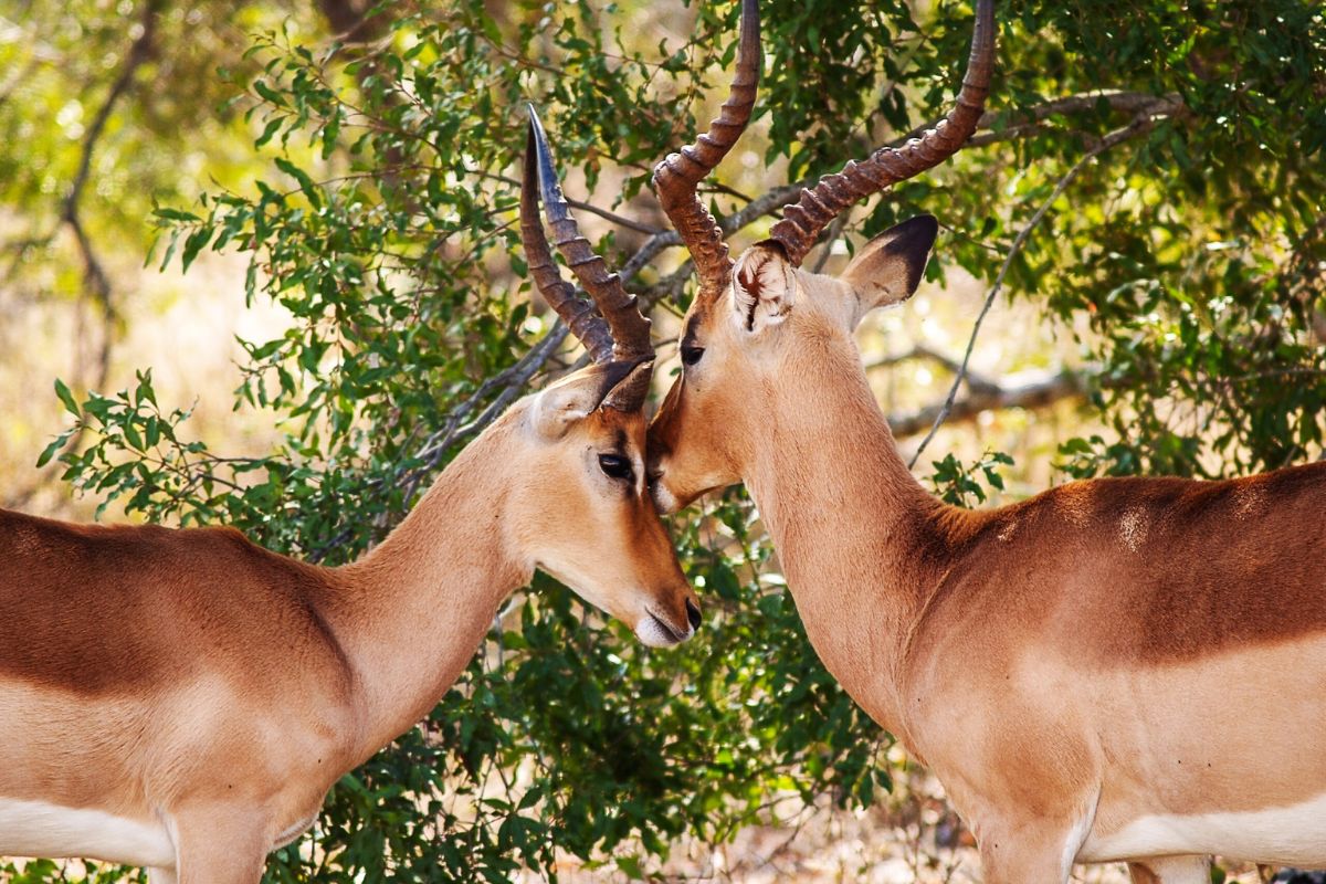 A couple gazelles in the nature.