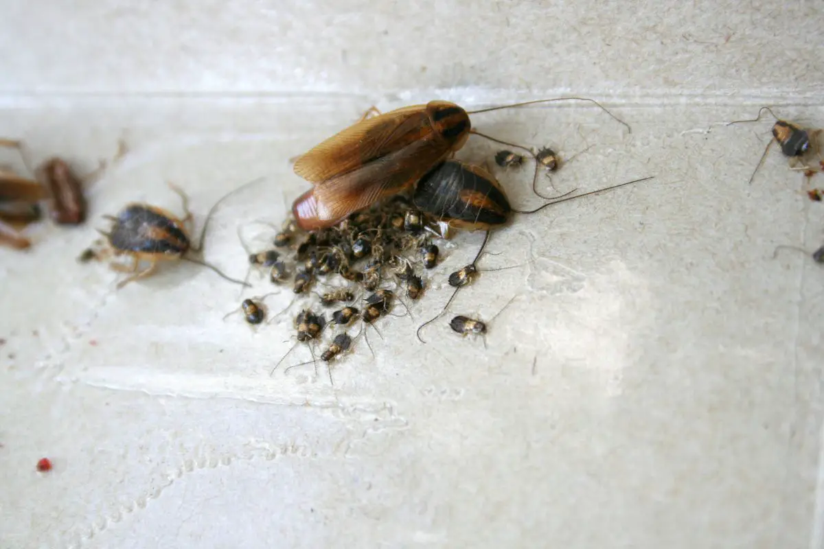 Group of a German cockroach actively feeding on a white surface.