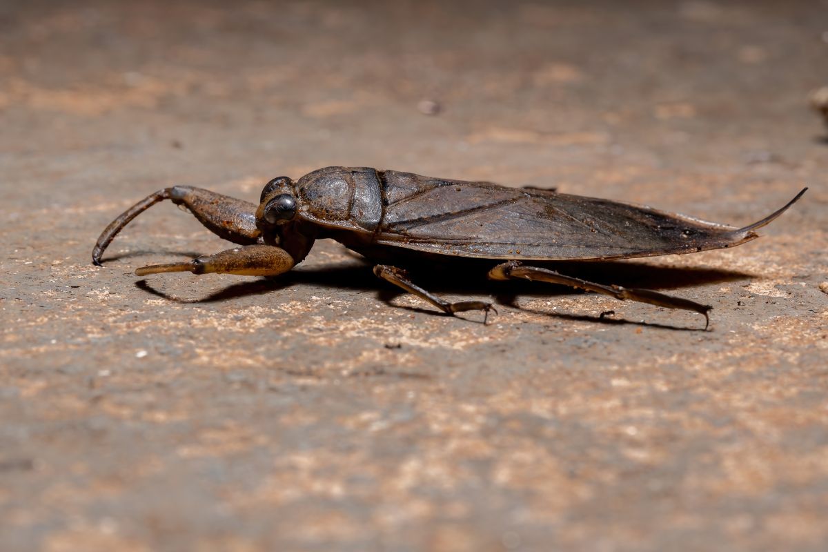 Adult giant water bug on a brown surface.