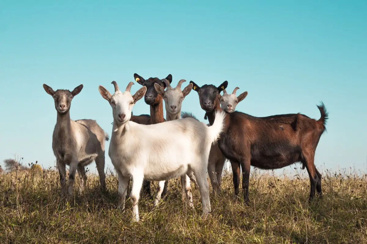 Group of goats on grazing land in the summer.